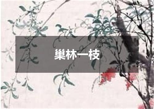巢林一枝