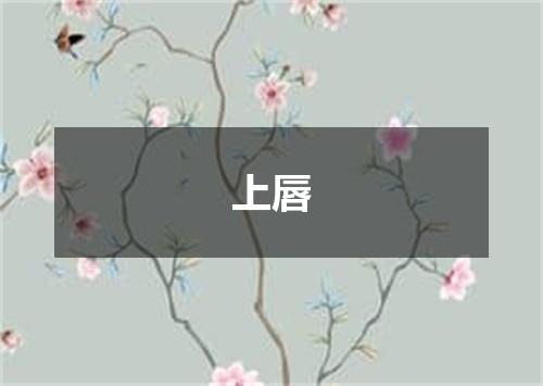 上唇