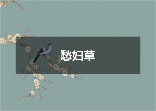 愁妇草