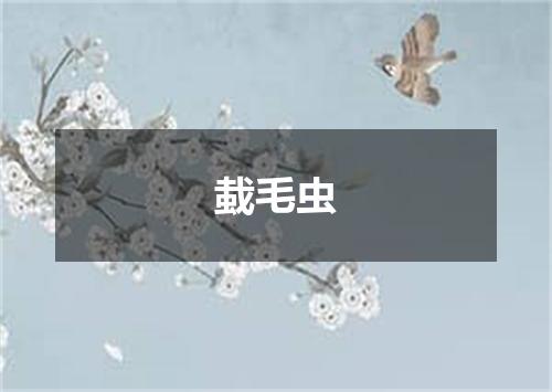 蛓毛虫