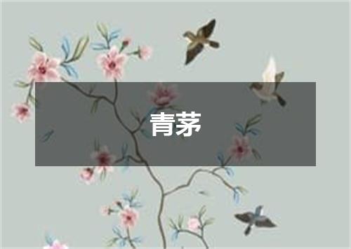 青茅