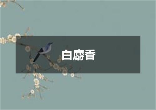 白麝香