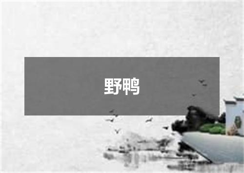 野鸭