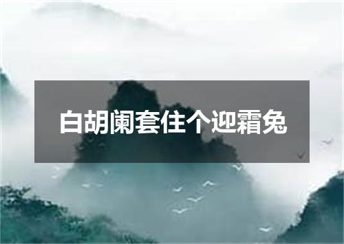 白胡阑套住个迎霜兔