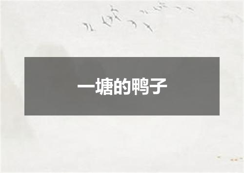 一塘的鸭子