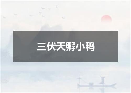 三伏天孵小鸭