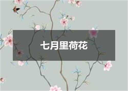 七月里荷花