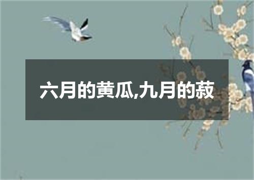 六月的黄瓜,九月的菽