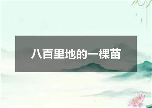 八百里地的一棵苗
