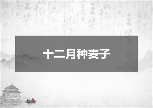 十二月种麦子
