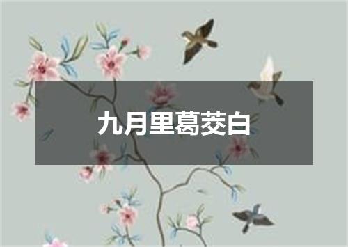九月里葛茭白
