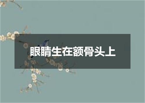 眼睛生在额骨头上