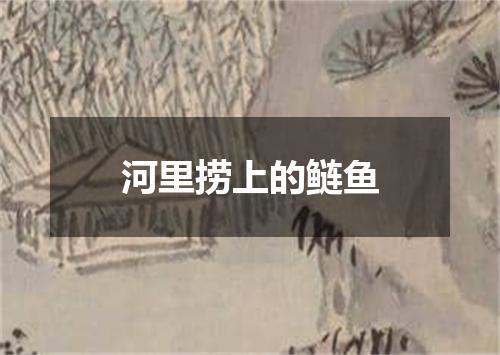 河里捞上的鲢鱼