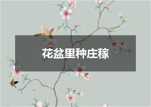 花盆里种庄稼