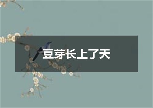 豆芽长上了天