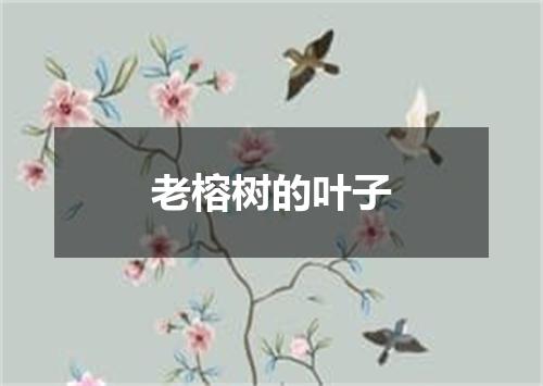 老榕树的叶子