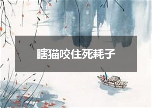 瞎猫咬住死耗子