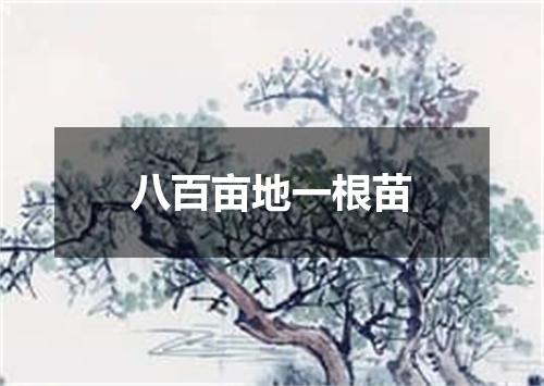 八百亩地一根苗
