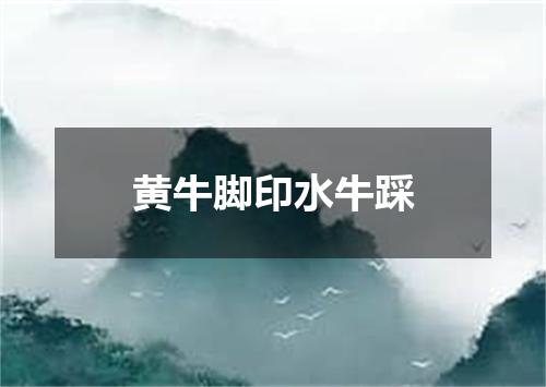 黄牛脚印水牛踩