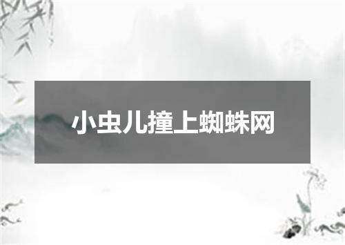 小虫儿撞上蜘蛛网