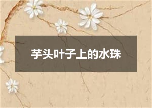 芋头叶子上的水珠