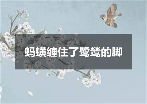 蚂蟥缠住了鹭鸶的脚