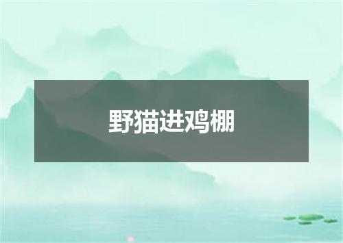 野猫进鸡棚
