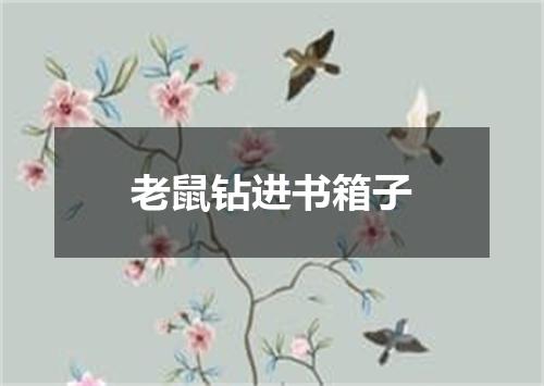 老鼠钻进书箱子