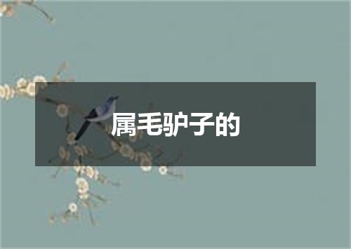 属毛驴子的