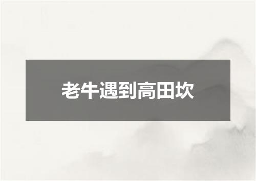 老牛遇到高田坎
