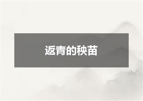 返青的秧苗