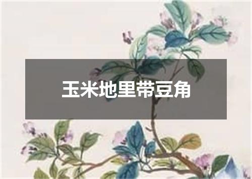 玉米地里带豆角