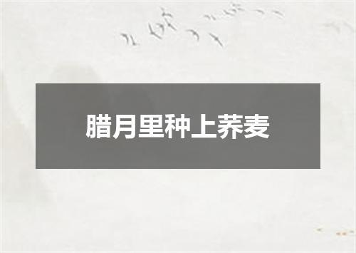 腊月里种上荞麦