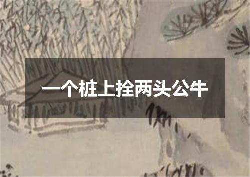 一个桩上拴两头公牛
