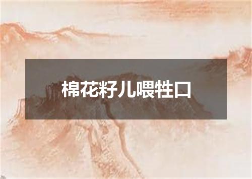 棉花籽儿喂牲口
