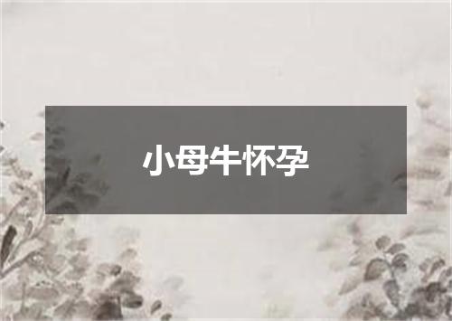 小母牛怀孕