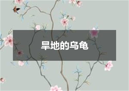 旱地的乌龟