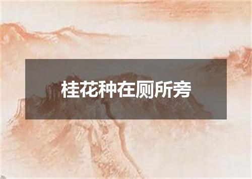 桂花种在厕所旁