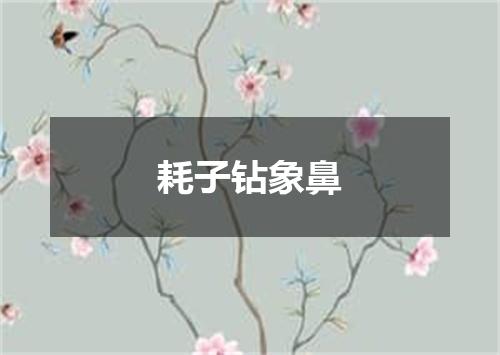 耗子钻象鼻