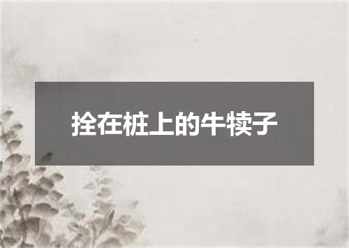 拴在桩上的牛犊子