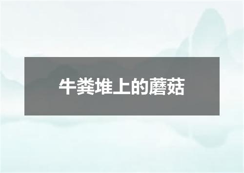 牛粪堆上的蘑菇