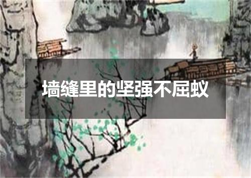 墙缝里的坚强不屈蚁