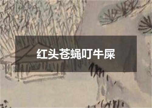 红头苍蝇叮牛屎