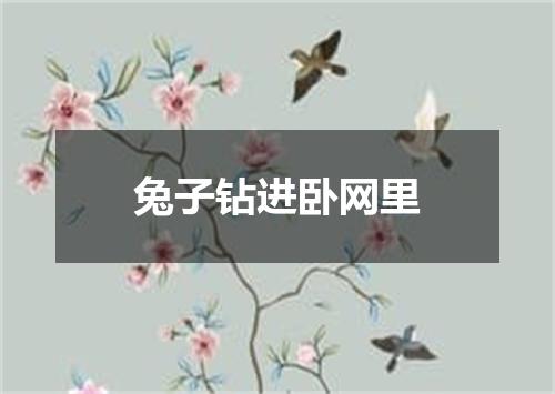 兔子钻进卧网里