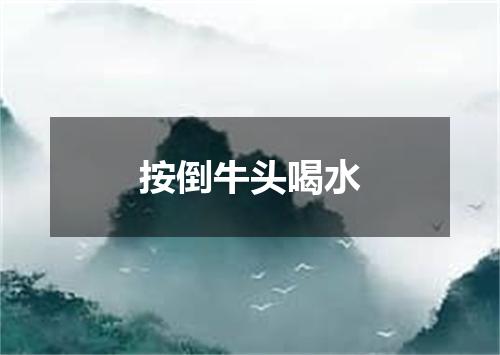 按倒牛头喝水