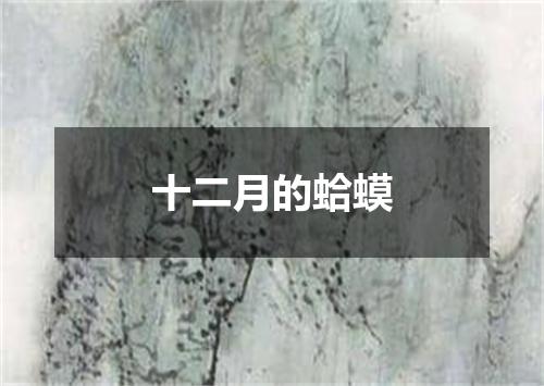 十二月的蛤蟆