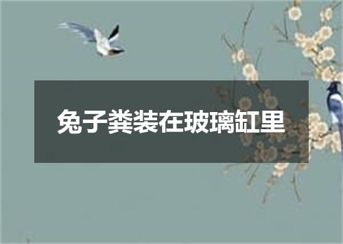 兔子粪装在玻璃缸里