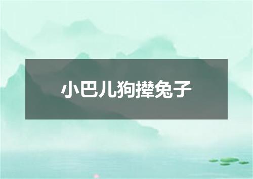 小巴儿狗撵兔子