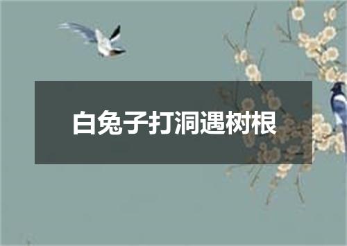 白兔子打洞遇树根