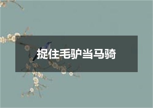 捉住毛驴当马骑